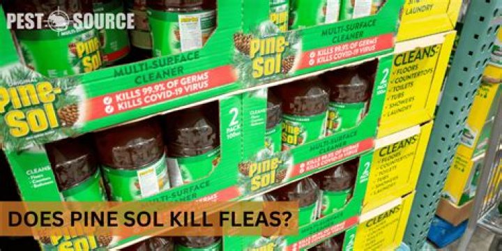 Does Pine-Sol Truly Repel Mice?